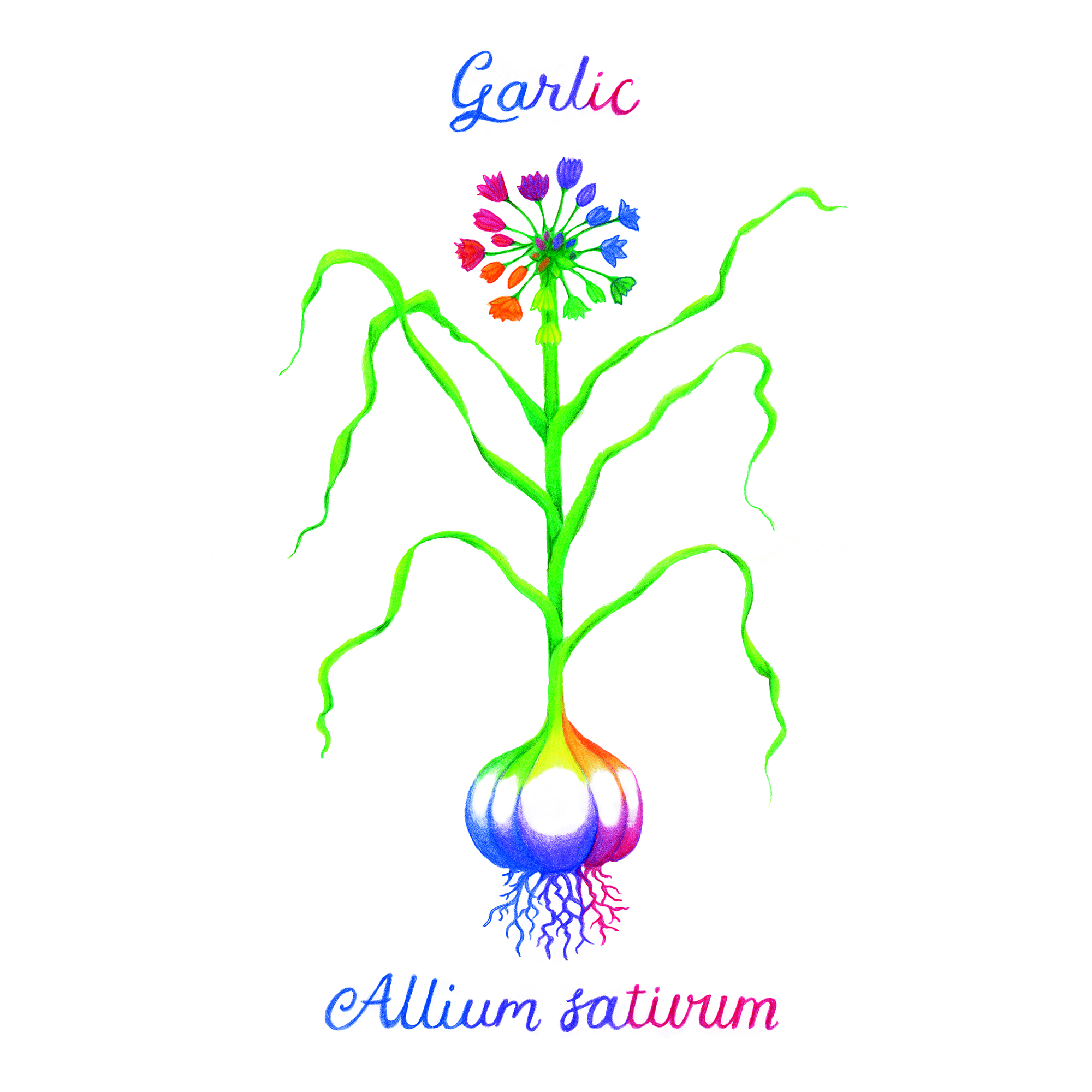 Rainbow Garlic Illustration