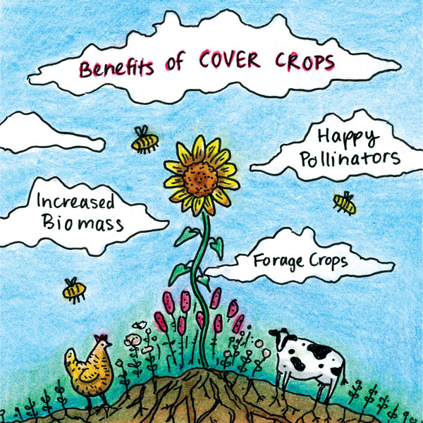 Cover crops brochure illustration