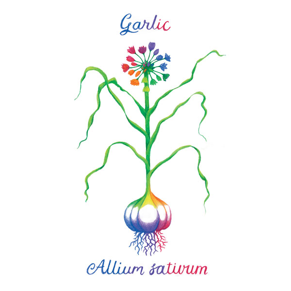 Rainbow garlic illustration